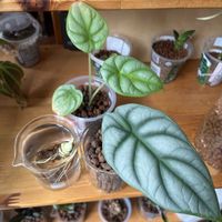 サトイモ科,アロカシア,アロカシア,観葉植物,ハイドロカルチャーの画像