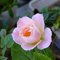 ミニバラ,花のある暮らし,多肉のある暮らし,植物のある暮らし,バラ・ミニバラの画像