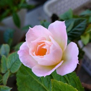 ミニバラ,花のある暮らし,多肉のある暮らし,植物のある暮らし,バラ・ミニバラの画像