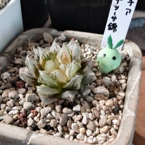竜爪　オブツーサ錦,竜爪オブツーサ錦,多肉植物,多肉ちゃん,成長記録の画像