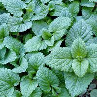 お散歩,アロマ,ハーブのある暮らし,ネコと植物,薬草の画像