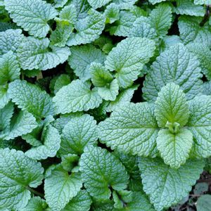 お散歩,アロマ,ハーブのある暮らし,ネコと植物,薬草の画像