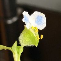 ローゼル,ローゼル,イヌマキ,イヌマキ,メガネツユクサの画像