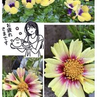 アサガオ,アブチロン,ハイビスカス,シロスジアマリリス,ハイビスカス サマーブリーズの画像