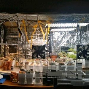 ハオルチア,ペラルゴニウム　トリステ,ケラリア ピグマエア,多肉植物,塊根植物の画像