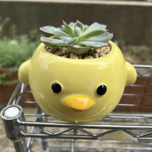 多肉植物,リメイク鉢,花のある暮らし,おうち園芸の画像