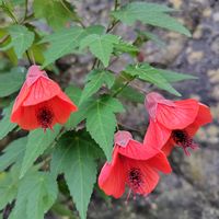 アブチロン,キキョウ,バジル,ハーブ,花のある暮らしの画像