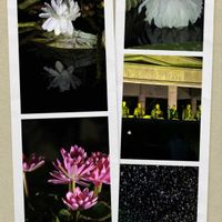 熱帯スイレン,パラグアイオニバス,パラグアイオニバス,水生植物,白い花の画像