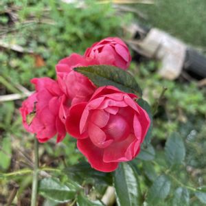 ミニバラ,ミニバラ,四季咲きバラ,四季咲きバラ,四季咲きバラの画像