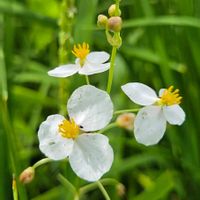 オモダカ,オモダカ,コナギ,コナギ,雄花.の画像