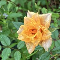 バラ,タイワンホトトギス,リコリス（彼岸花）,ヘリオトロープ　ブライドパール,滴　雨あがりの画像