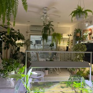 観葉植物,アクアリウム,リビング,ボタニカルライフ,水槽の画像