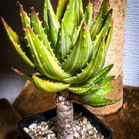 アロエ,不夜城,アロエ 不夜城,不夜城錦,アロエ 不夜城錦の画像