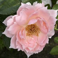 バラ,バラ大好き,お家園芸,バラの庭園をつくりたい,世界をもっとバラ色にbyハイポネックスの画像