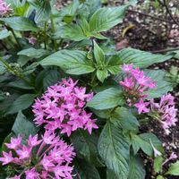 スモークツリー,ペンタス,ペンタス,百日紅（サルスベリ),ユーパトリューム チョコラータの画像