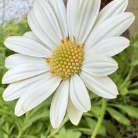 オステオスペルマム,オステオスペルマム キララ,天まで届け,今日の１枚,花のあるくらしの画像