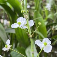オモダカ,ナガバオモダカ,キバナオモダカ,タイリンオモダカ,今日のお花の画像