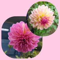 秋桜（こすもす）,秋の花,手作り雑貨,ダリア☆,お庭作り中の画像