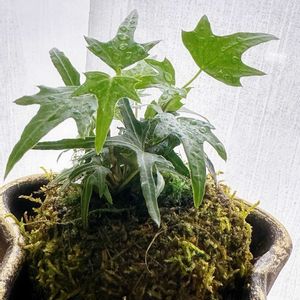 へデラ,苔玉,どぶ漬けの画像