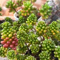 虹の玉,レッドベリー,パールビーン,多肉植物,多肉植物のある暮らしの画像
