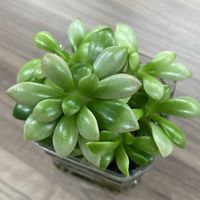 桜吹雪,こぼれ多肉,多肉植物,セダム属,多肉の寄せ植えの画像