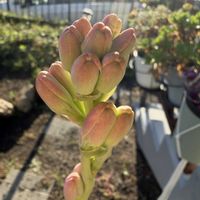 チューベローズ,月下香、チューベローズ,暮らしに花を,花を愛でる,月下香の画像