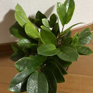 ザミオクルカス,ザミオクルカス ザミーフォリア,ザミオクルカス・ザミフォーリア,ZZプラント,観葉植物の画像