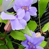 カンナ,ベンガルヤハズカズラ,ツンベルギア　ベンガルヤハズカズラ,伊良湖岬のハイビスカス　ミステリーサークル,花のある暮らしの画像