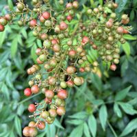 シャリンバイ,ナンテン,ヒョウタン,ウリ科,バラ科の画像
