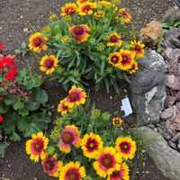 ガイラルディア,ガイラルディア,暮らしに花を,花を愛でる,花は癒しの画像