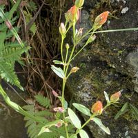 オトギリソウ,サワギキョウ,シオン,カシワバハグマ,山野草の画像