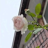 バラの画像
