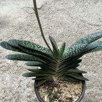 大和錦,ガステリア墨鉾,多肉植物,男前多肉植物,癒し…♡の画像