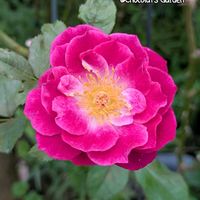 バラ,バラ,ガーデニング,花のある暮らし,バラのある暮らしの画像