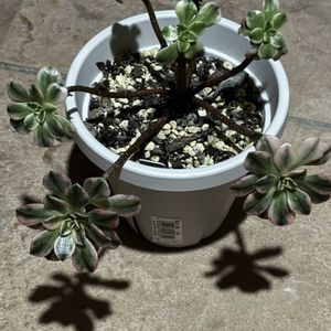 多肉植物,アエオニウム属,成長,記録,置き場所問題の画像