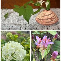 ホトトギス,アナベル,白花ホトトギス,感謝,庭パトの画像