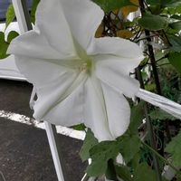 ヨルガオ,黄色い花,オレンジの花,白色の花,紫色の花の画像