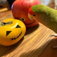 リンゴ,カキ,コザクラインコ　森の画像