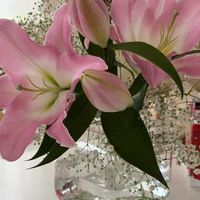 ダリア,ユリ,いい香り,リビング,庭の花の画像