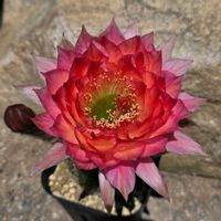 サボテン,花サボテン,多肉植物,サボテンの花,花のある暮らしの画像