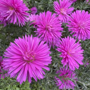 宿根アスター,アスター・ショーメーカー,花のある暮らし,花が好き,寒冷地の画像