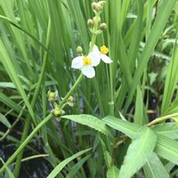 オモダカ,GSのみなさんに感謝♡,今日のお花,平和を願う☆,げんきになぁれ！の画像