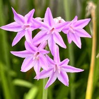 ツルバキア,ツルバキア,ピンクのお花,曇り空,空き家の玄関に…の画像