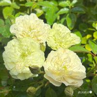 グリーンアイス,ミニバラ ほほえみ,ガーデニング,花のある暮らし,バラ・ミニバラの画像