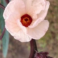 オクラ,ツルムラサキ,ローゼル,オクラの花,イチビの画像