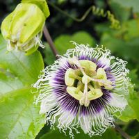 パッションフルーツ,パッションフルーツ,果樹,夏のお花,白色の花の画像