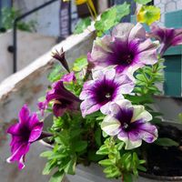 ナスタチウム,ペチュニア,ナスタチューム,オダマキの発芽,ペチュニア　シェイク　ブルーベリーの画像