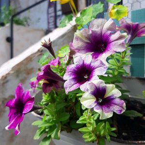 ナスタチウム,ペチュニア,ナスタチューム,オダマキの発芽,ペチュニア　シェイク　ブルーベリーの画像