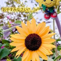 ヒマワリ,いつも笑顔で〜〜♡,明日はきっと良い日になる,月曜日にビタミンカラー,亜希のひまわり君の画像