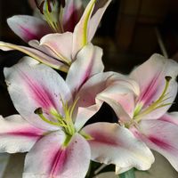 カサブランカ,カサブランカ,白い花,大輪,志賀テーブルの画像